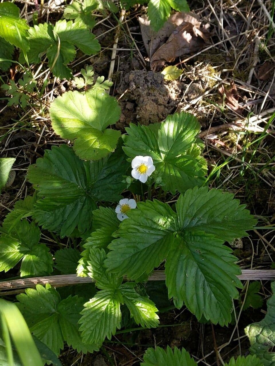 Alpine strawberry 12