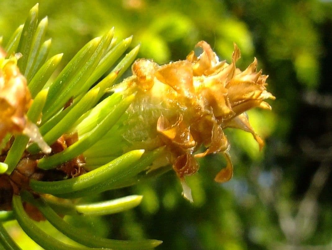 Christmastree 6