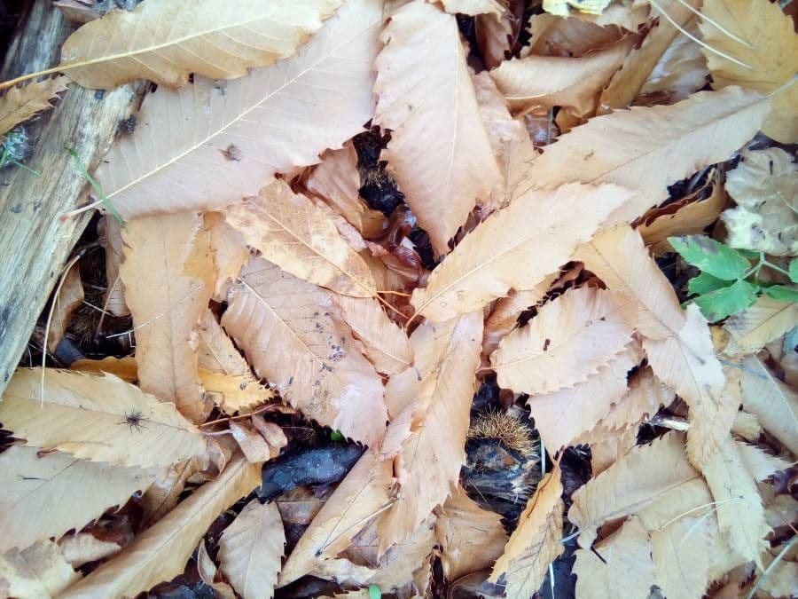 European chestnut 29