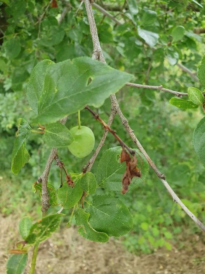 Briançon apricot 16