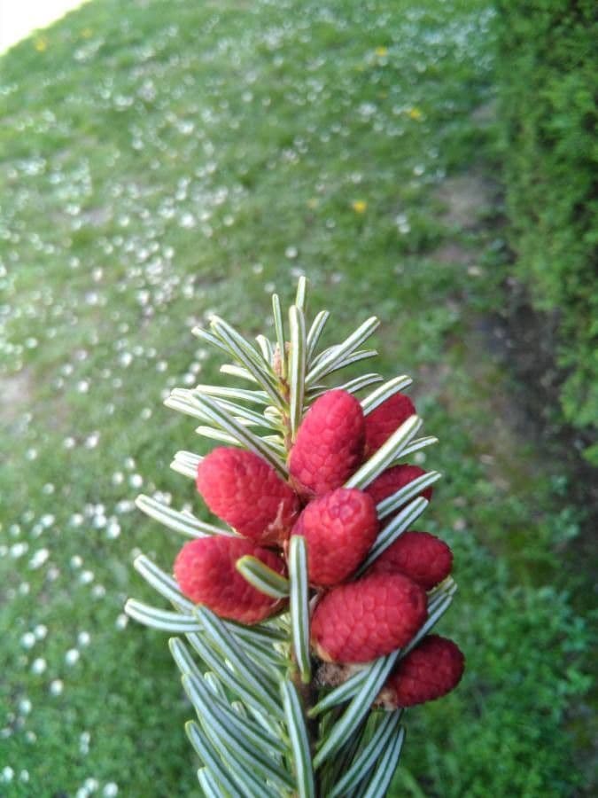 Christmastree 9