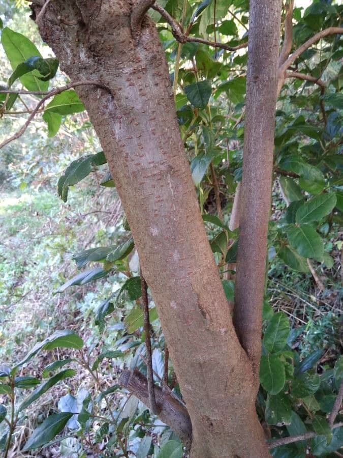 Laurustinus 24