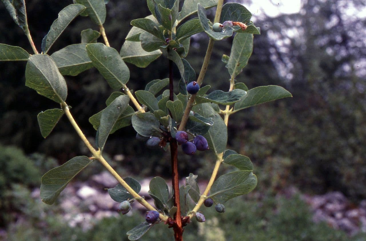 Blue honeysuckle 19