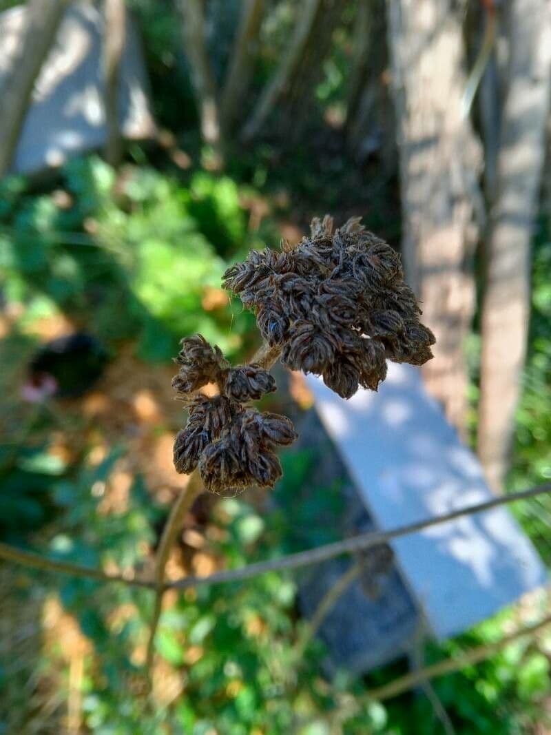 Argentine vervain