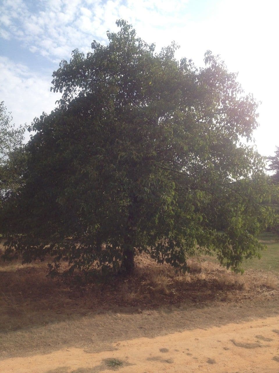 Caucasian alder 10