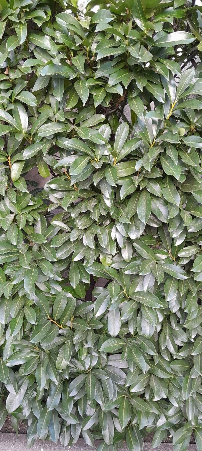 Cherry-laurel 13