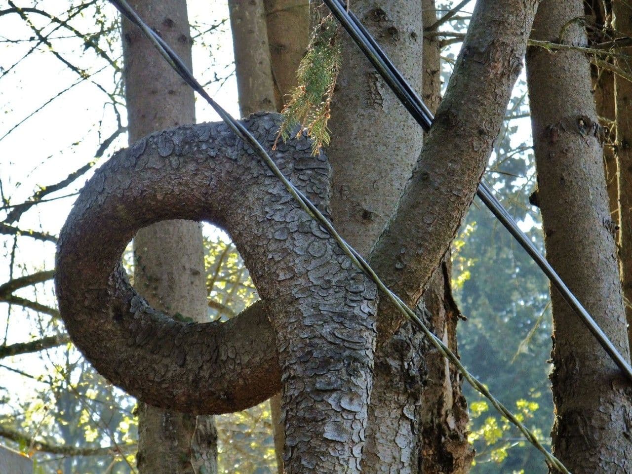Christmastree 25