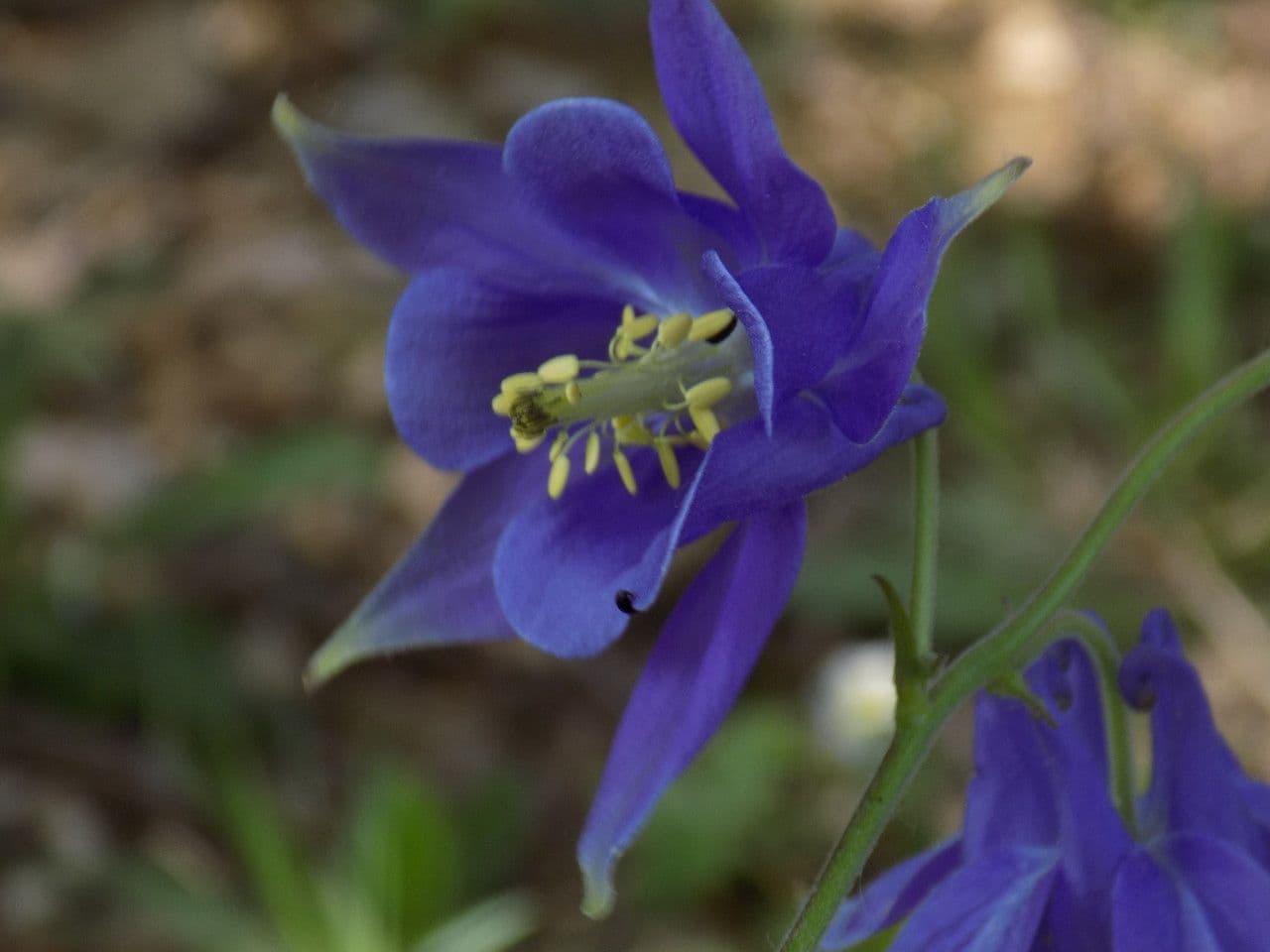 European columbine 9