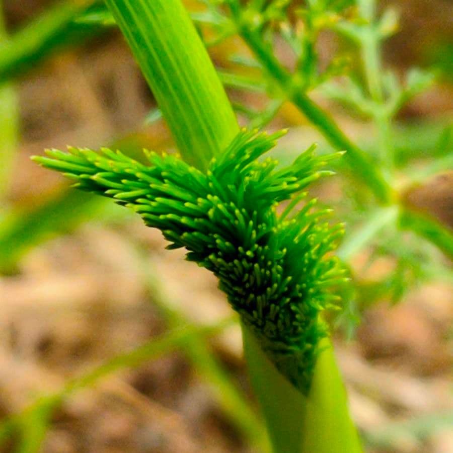 Fennel 30