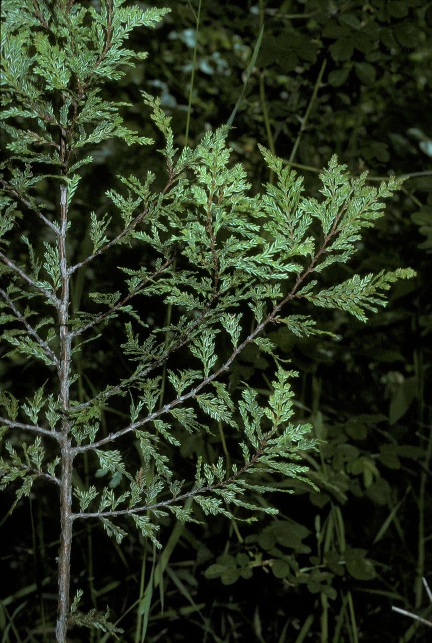 Chilean cedar 17