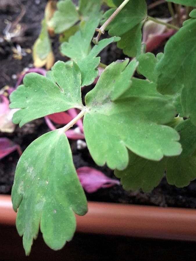 European columbine 16