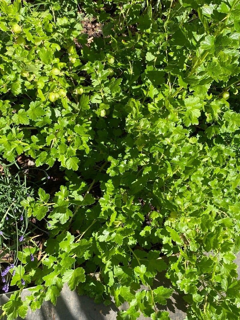 European Gooseberry 15