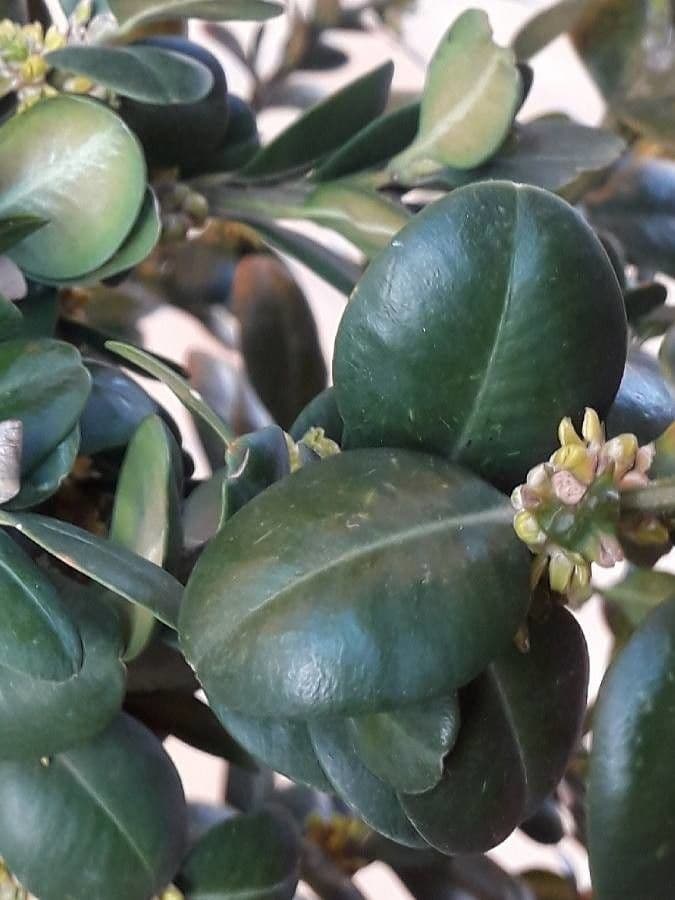 Caucasian boxwood 18