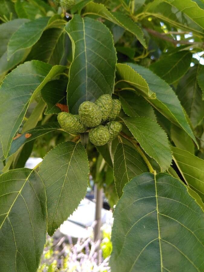 Caucasian alder 2