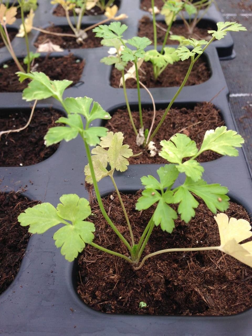 Garden parsley 13