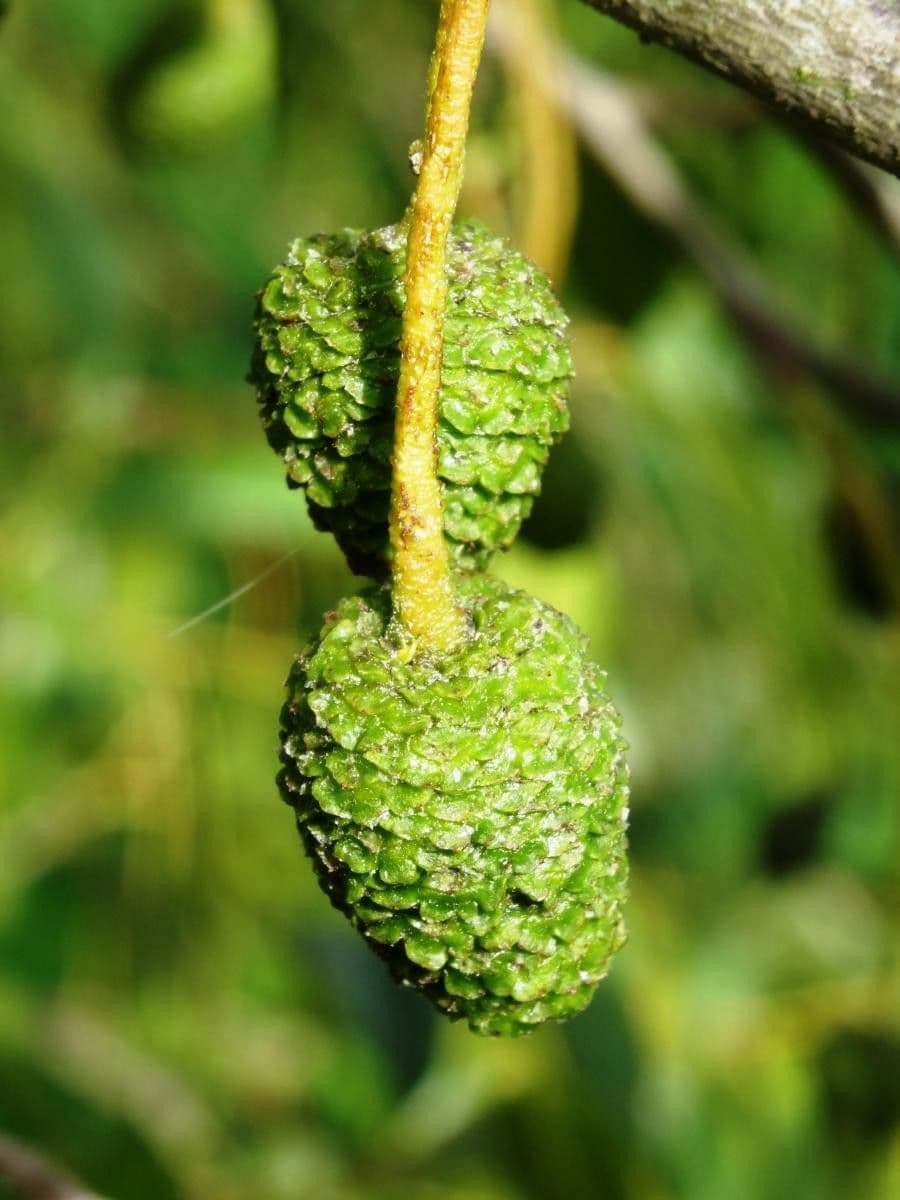 Alder 2