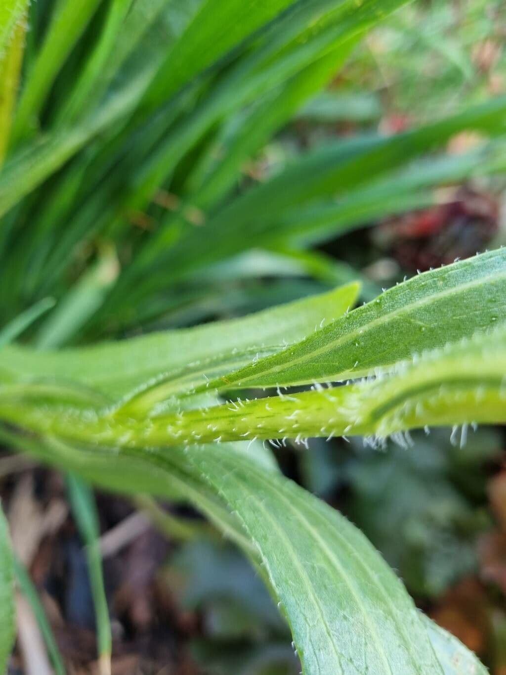 Pale echinacea 17