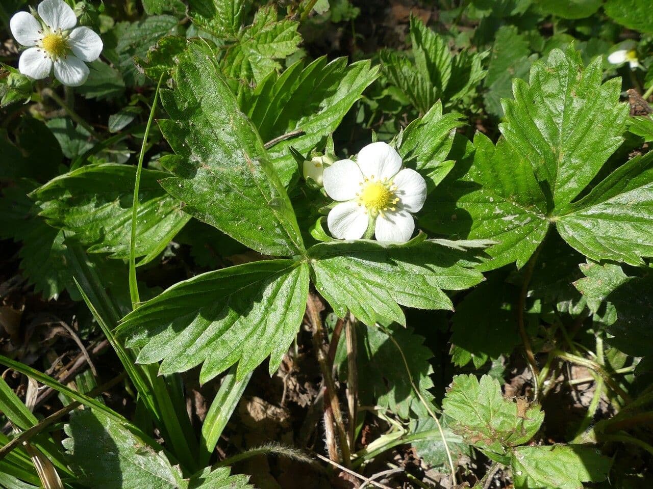 Alpine strawberry 28