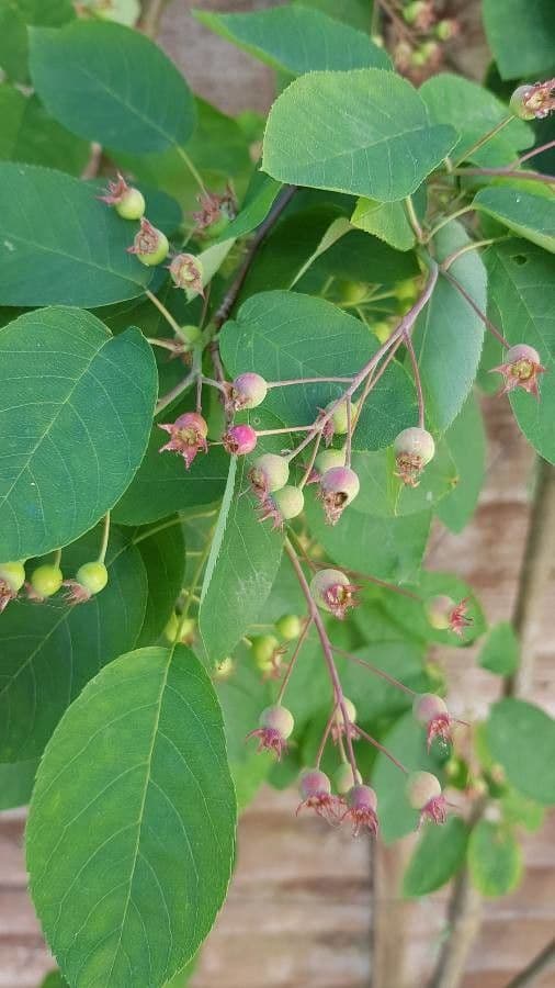 juneberry 2
