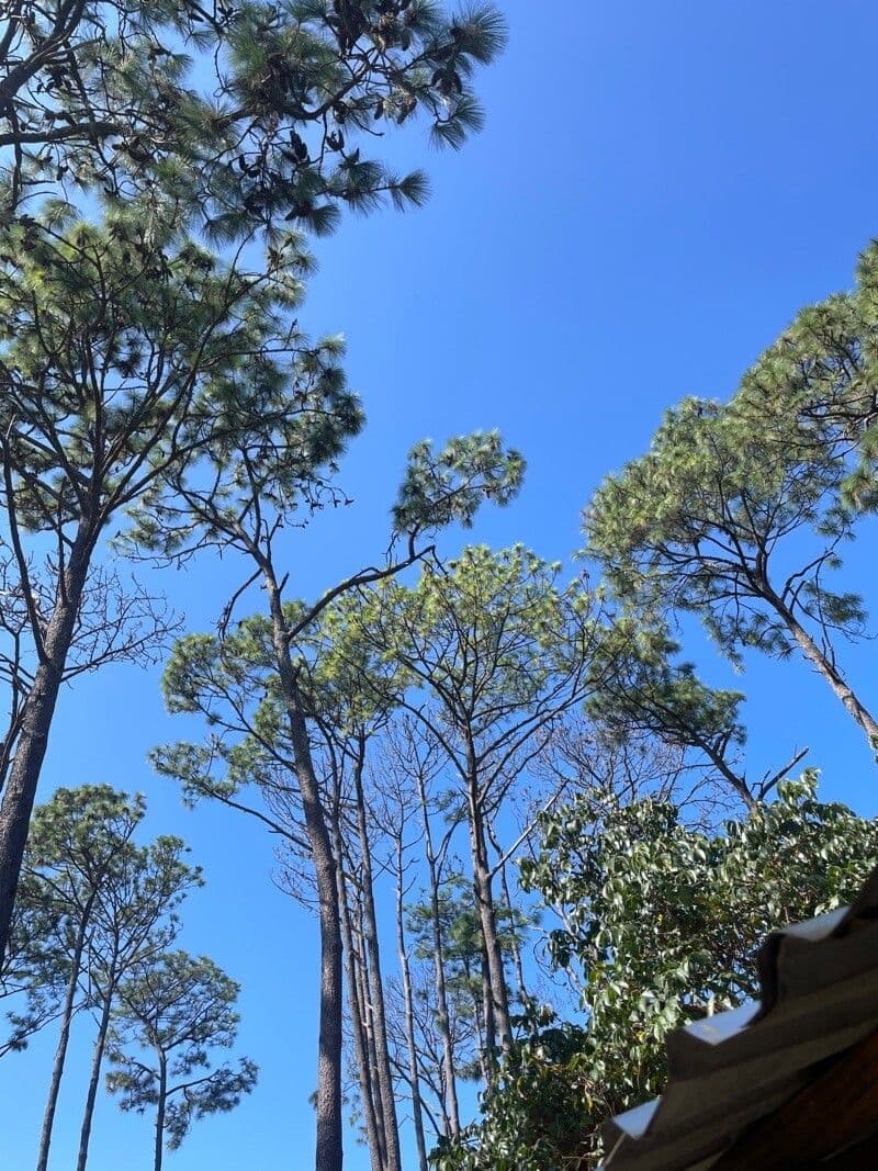 Michoacan pine 2