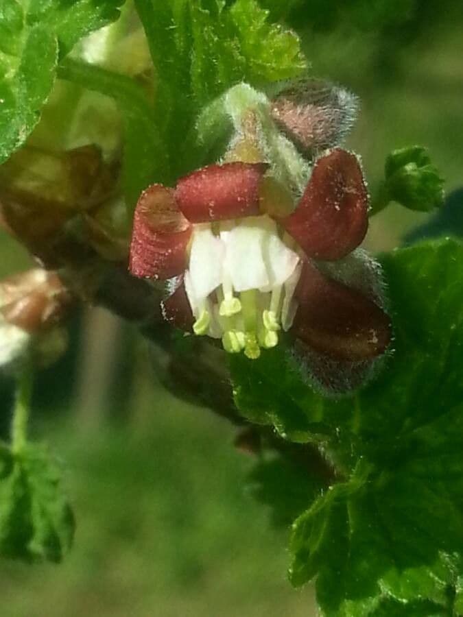 European Gooseberry 10