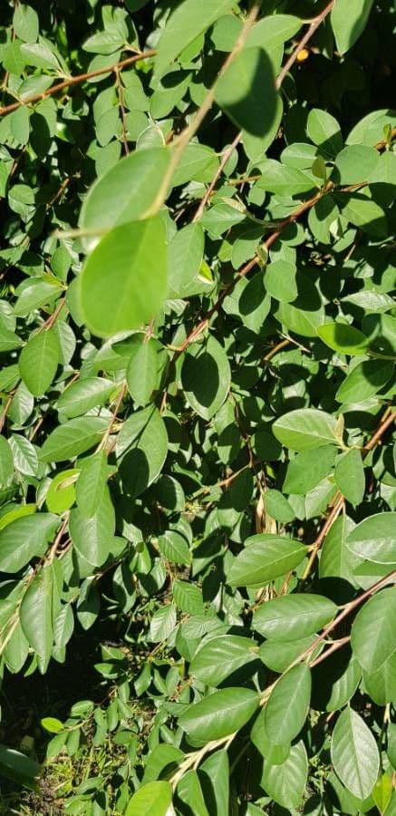 Blue honeysuckle 22