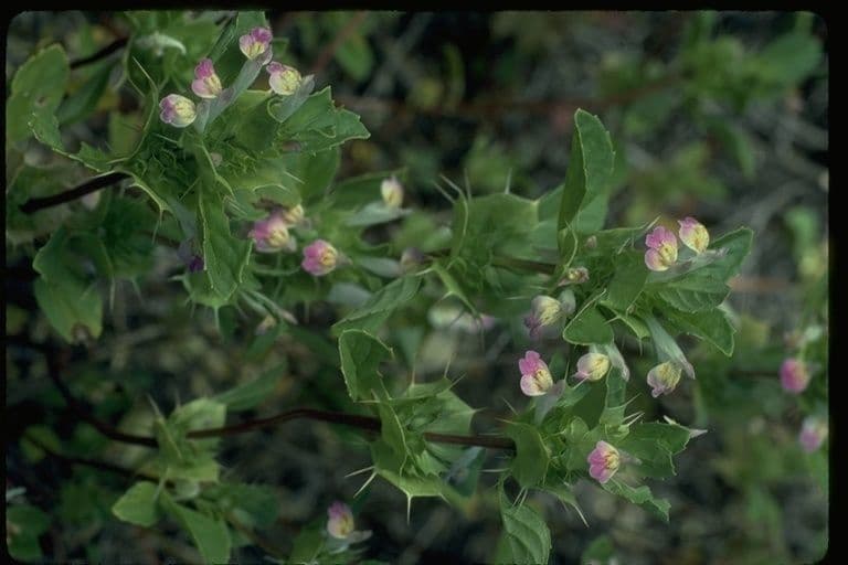 San mateo thorn-mint