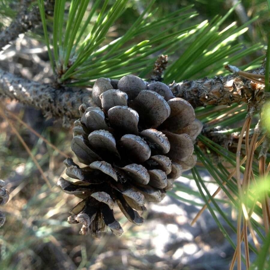 Northern pitch pine 4
