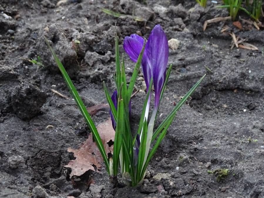 Spring crocus 16