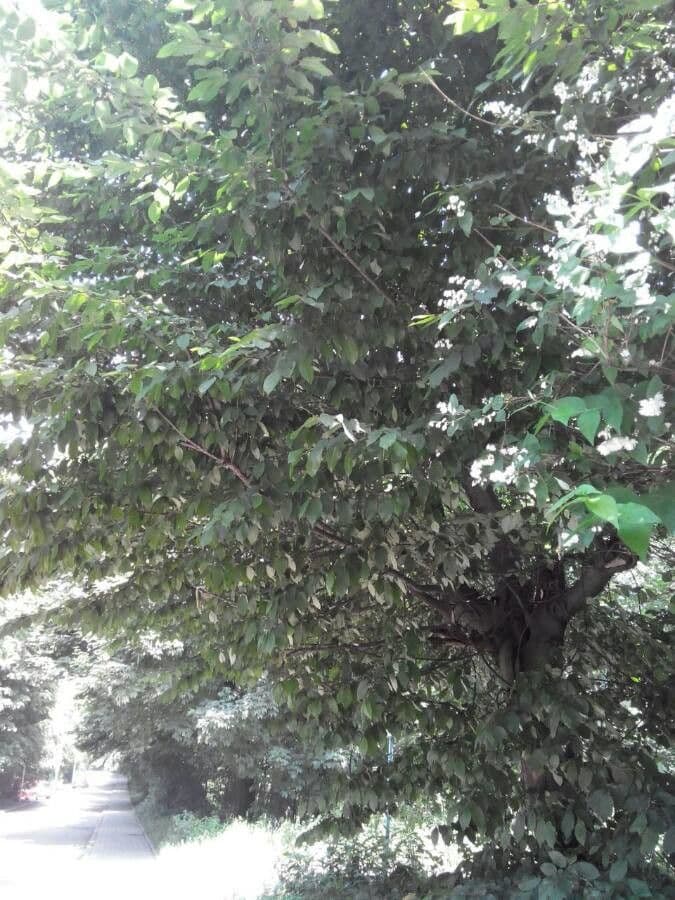Andean alder 7