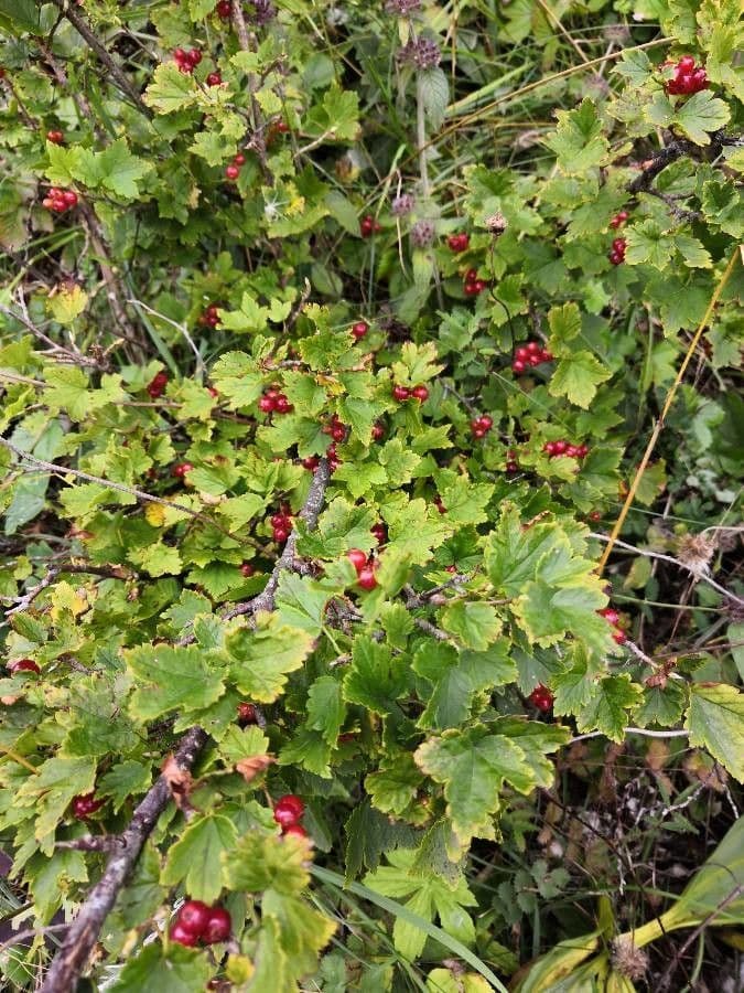 Alpine currant