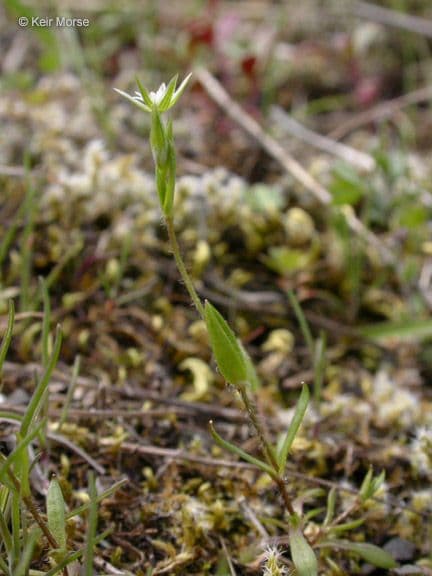 Shining starwort 5