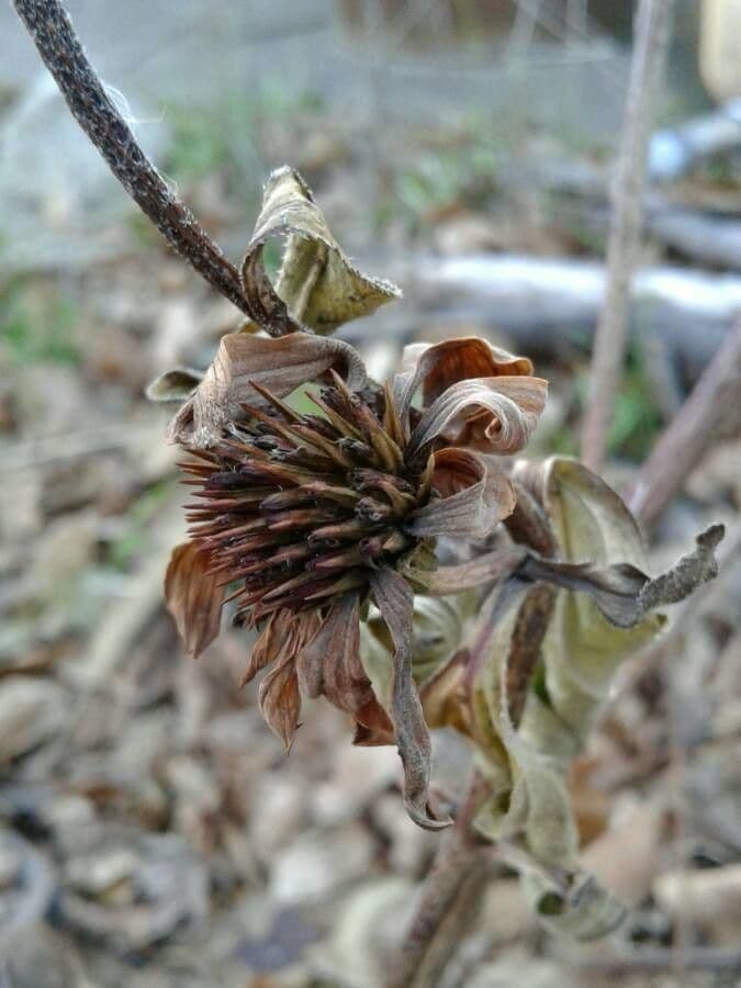Eastern purple-coneflower 2