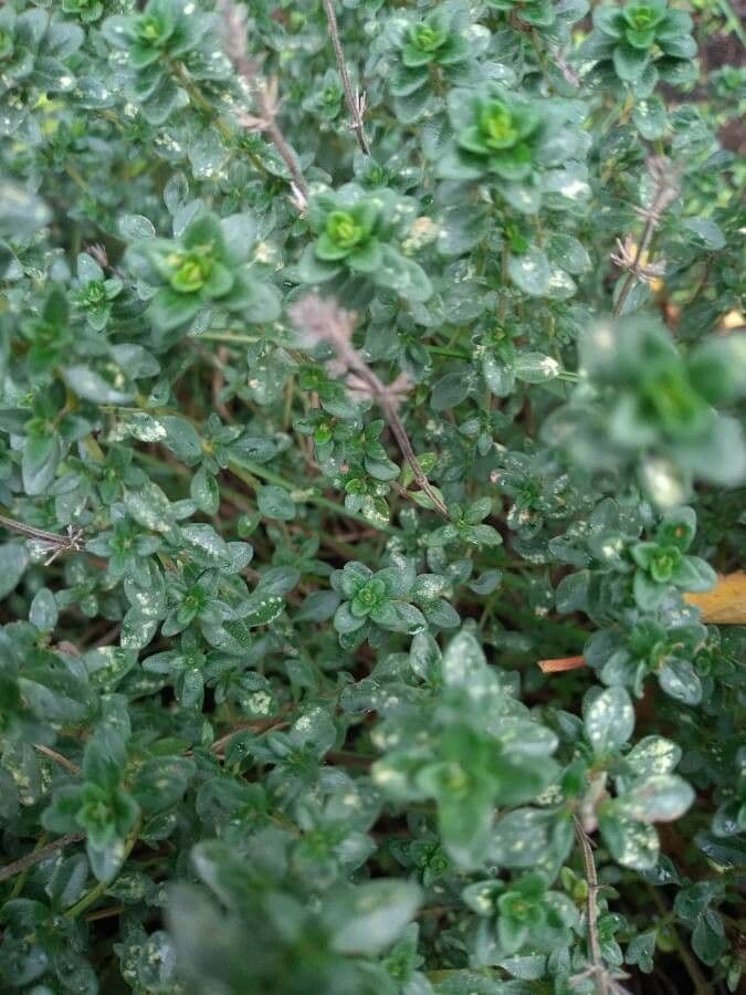 Garden thyme 19