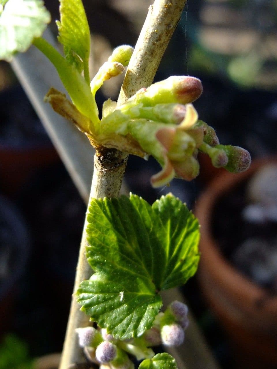 European Gooseberry 21