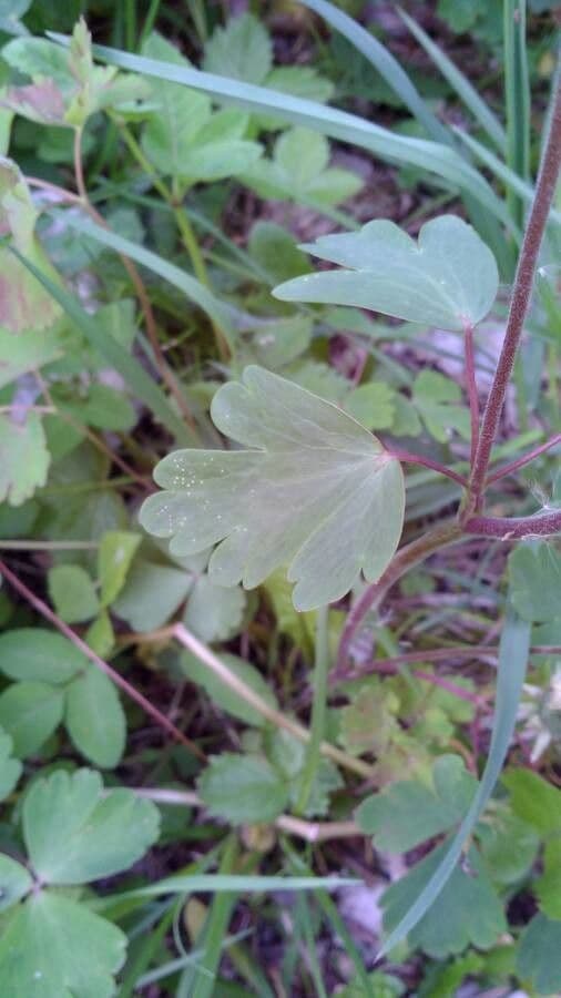 European columbine 18
