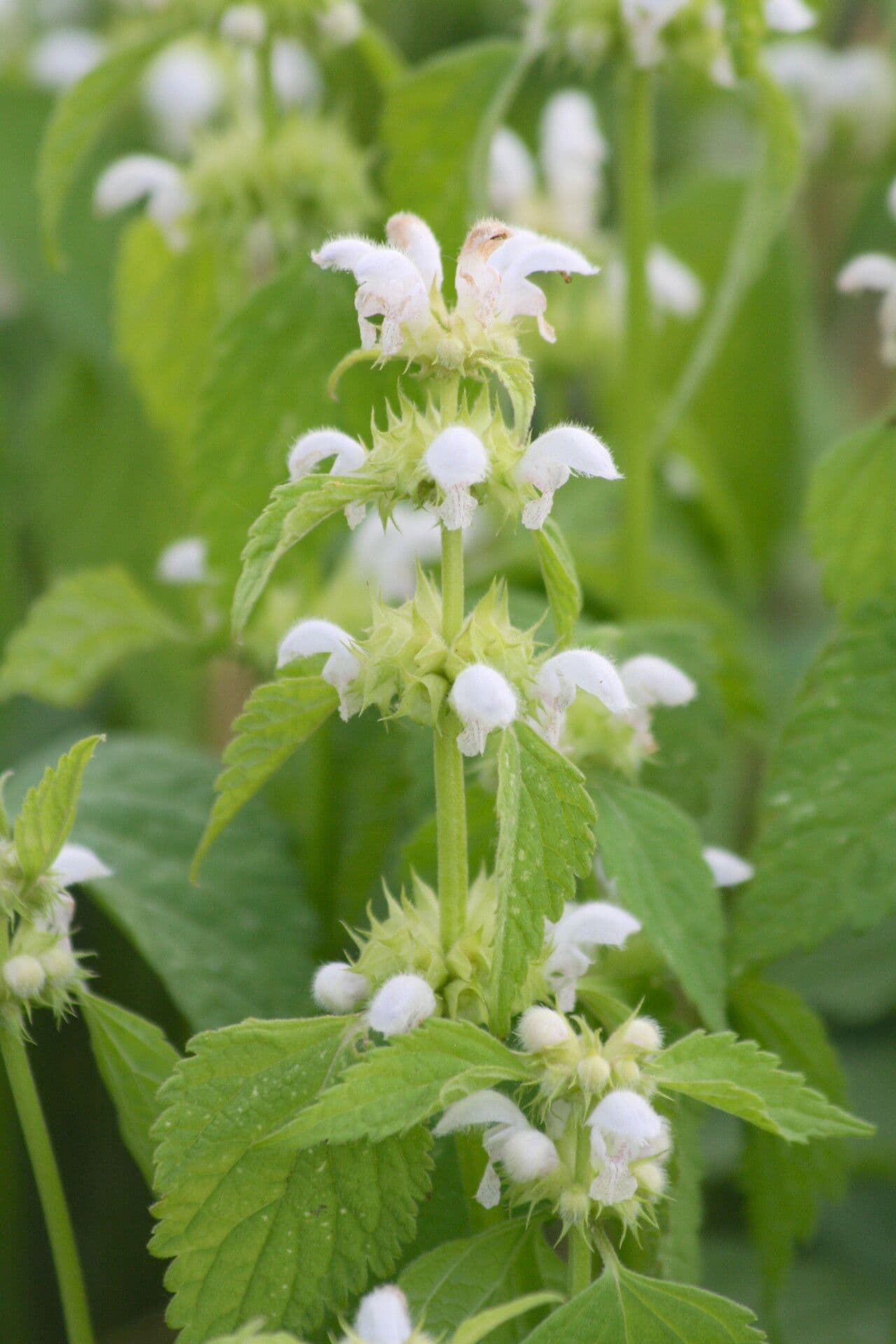 Deadnettle
