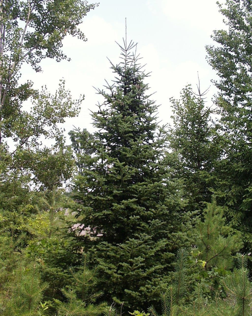Canada balsam 11
