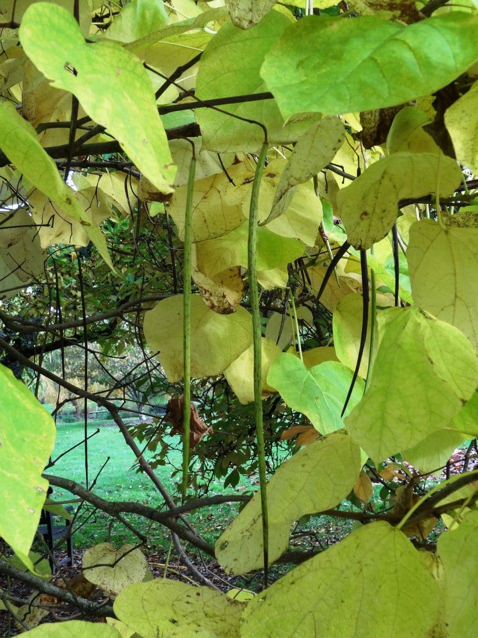Chinese catalpa 12