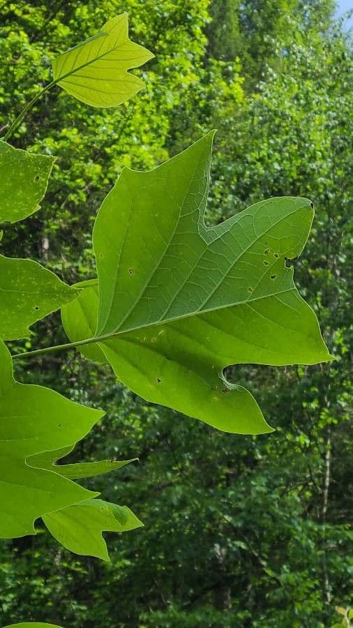 Tulip-poplar 19