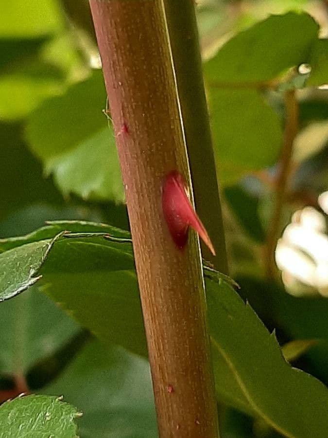 Bengal rose 22