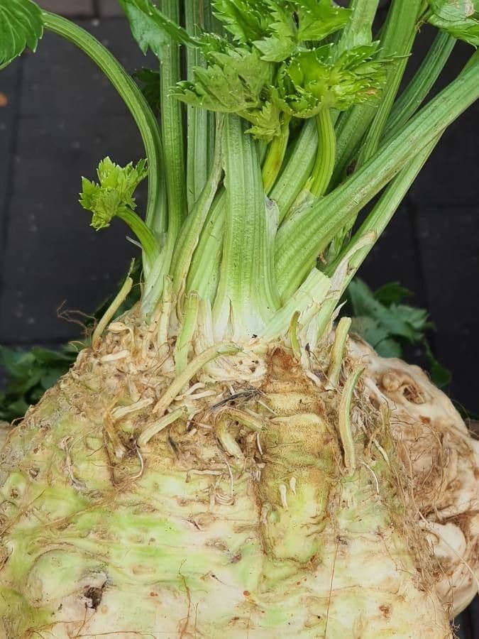 Celery 2