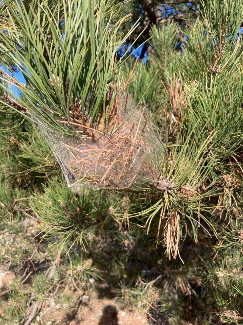 Australian pine 17