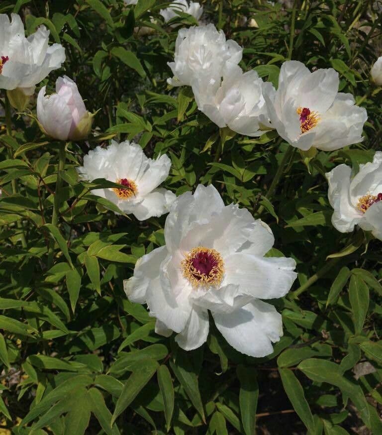 Common peony 15
