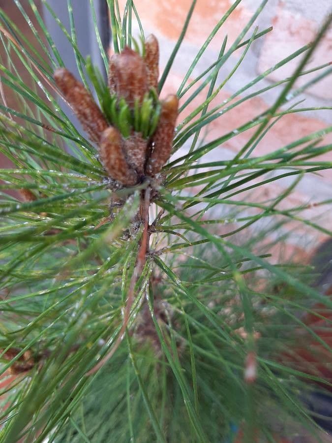 Australian pine 2