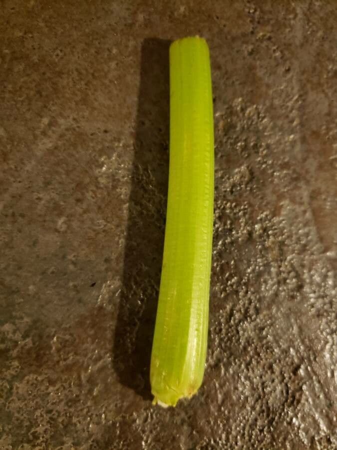 Celery 29