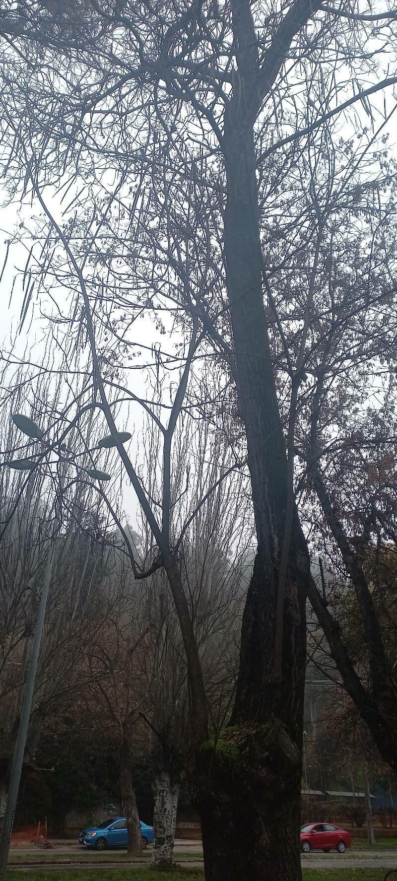 Northern catalpa 11