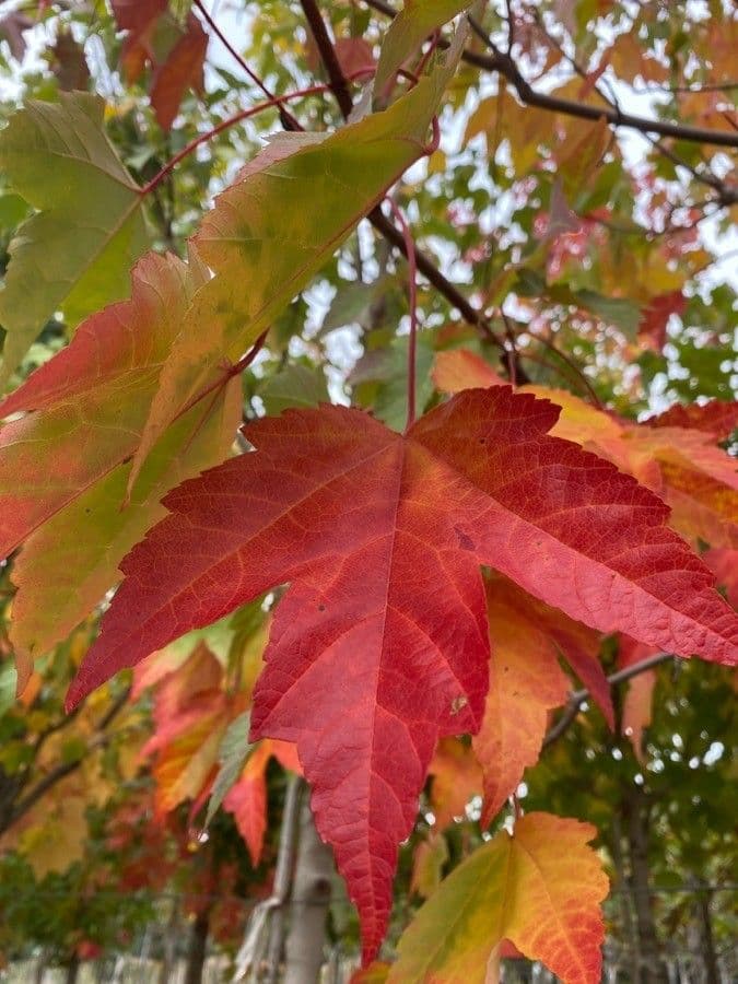 Red maple 18