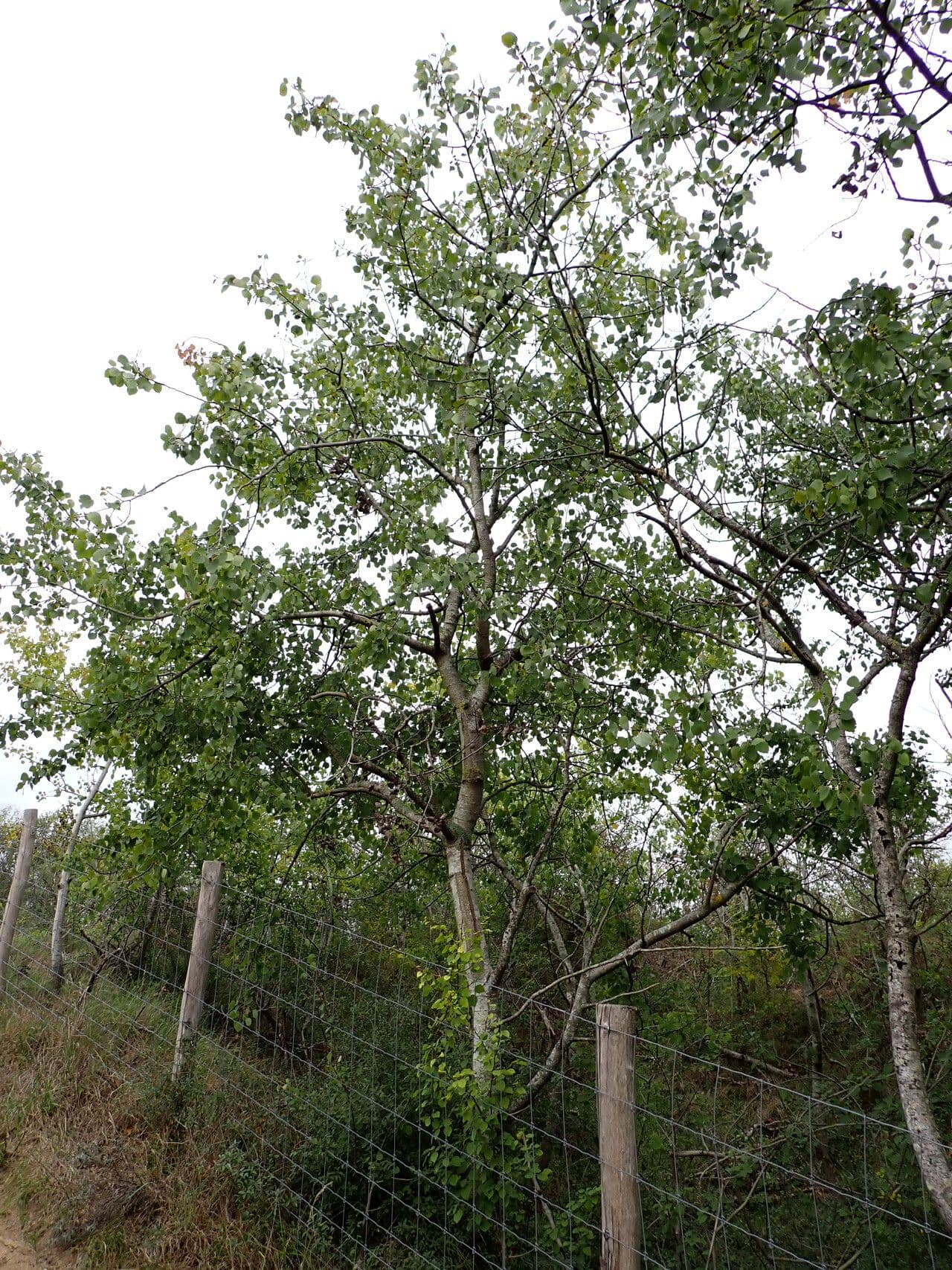 European aspen 11