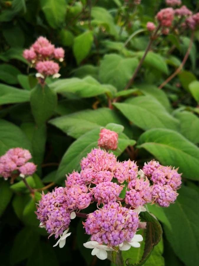 Rough-leaf hydrangea 5